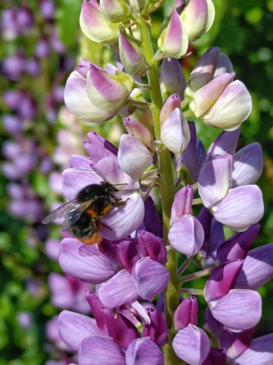 Bees can be tricky