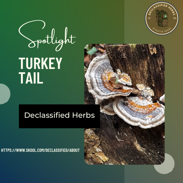 Turkey Tail
