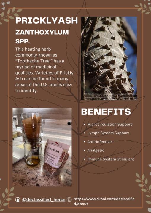 Prickly Ash