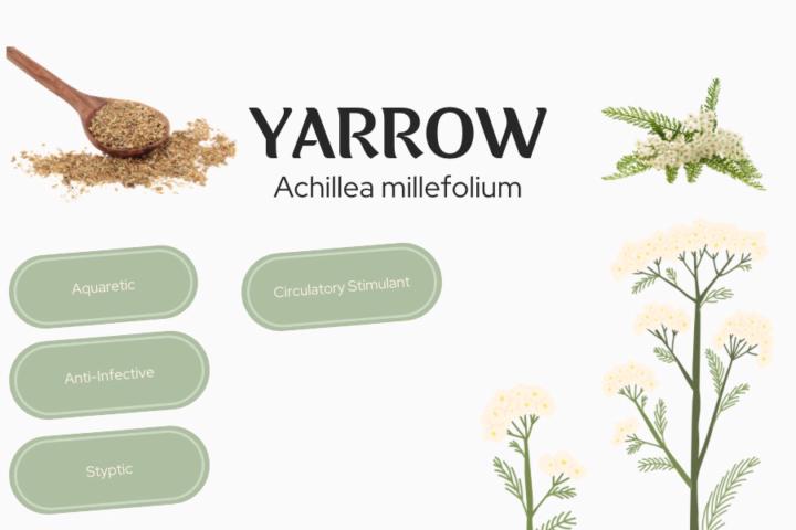 Yarrow Achillea millefolium