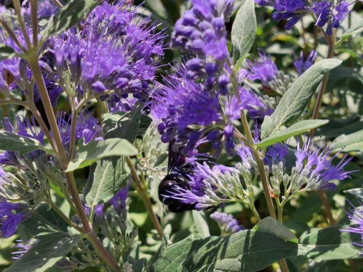 Zdeňka Koláčková