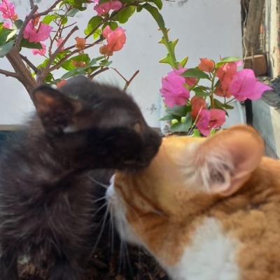 Luana Valeska Campos