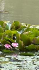 Mirabela Elena Babiuc