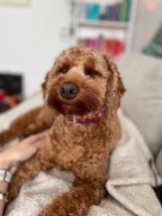 Penny Aussie Doodle