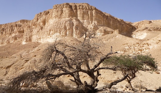 Israel Walker