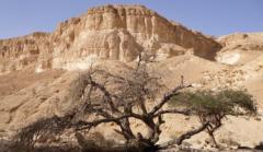 Israel Walker