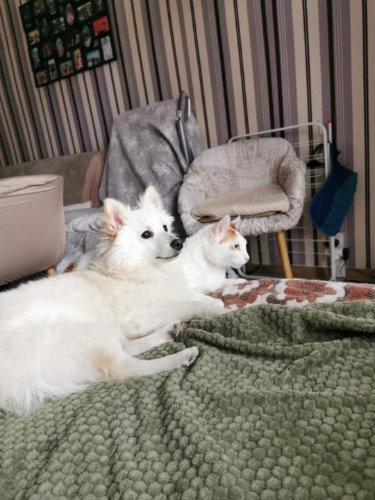 Софка Петрова