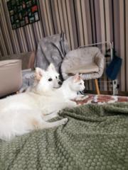 Софка Петрова