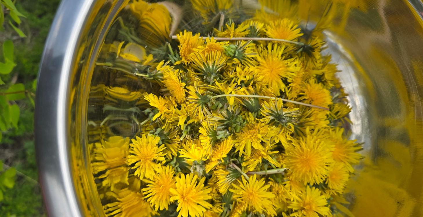 Foraging Wild Plants