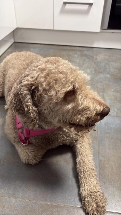 Begoña Garrido Reviriego