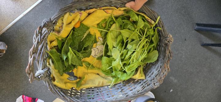 Harvest stage 1