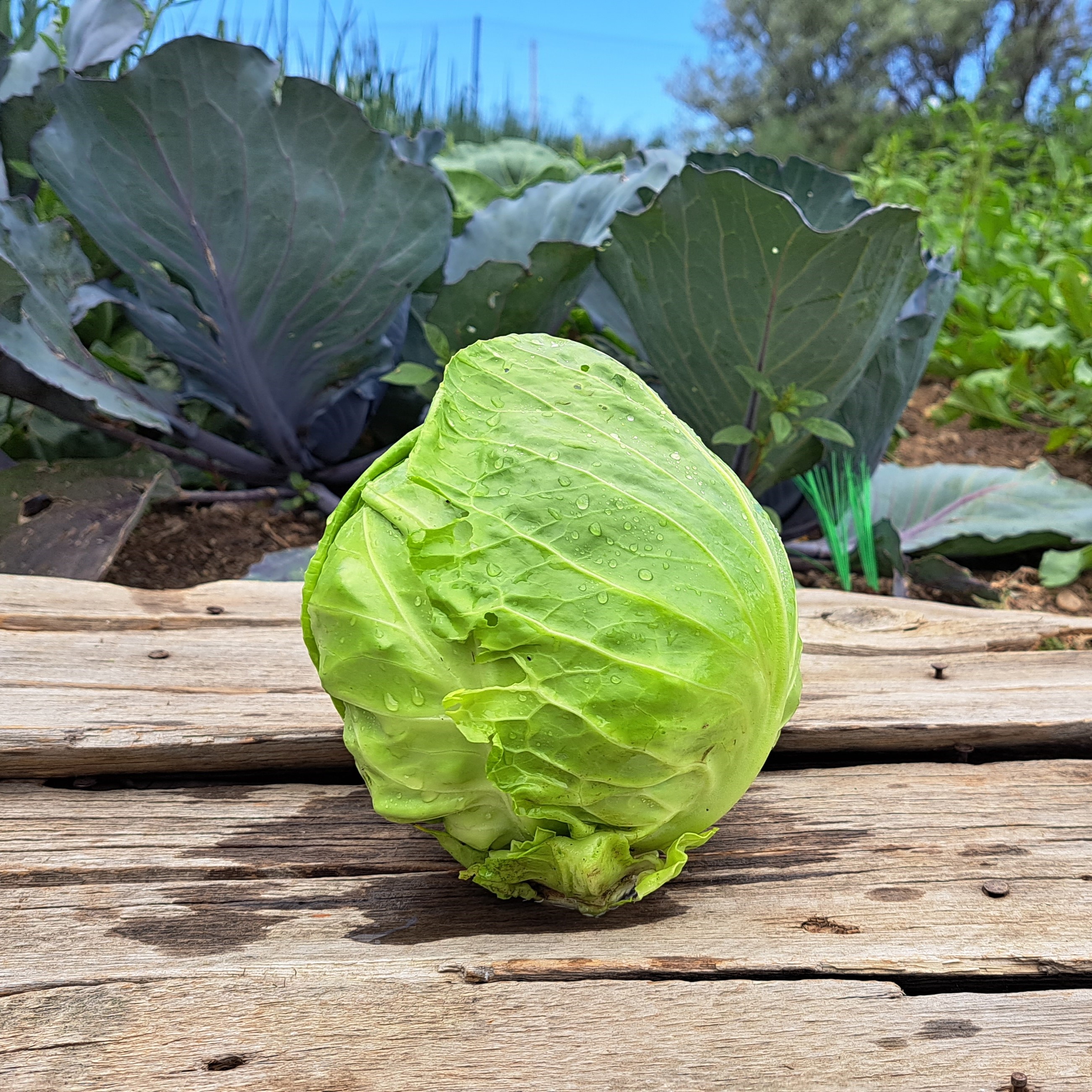 Garden Planning Backyard Gardening 101