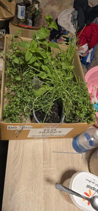 Discounted bargains 4 the garden!