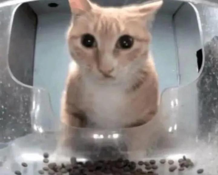 Miau Cena