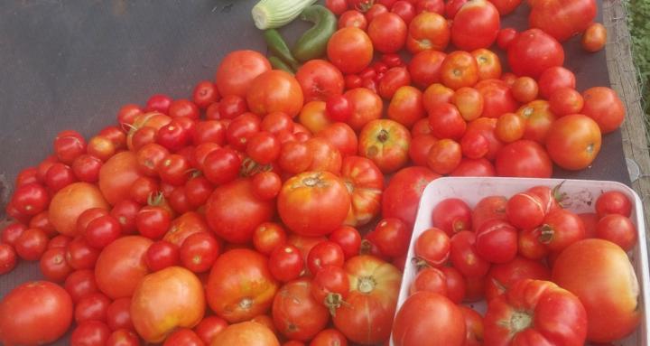 Holistic roots academy