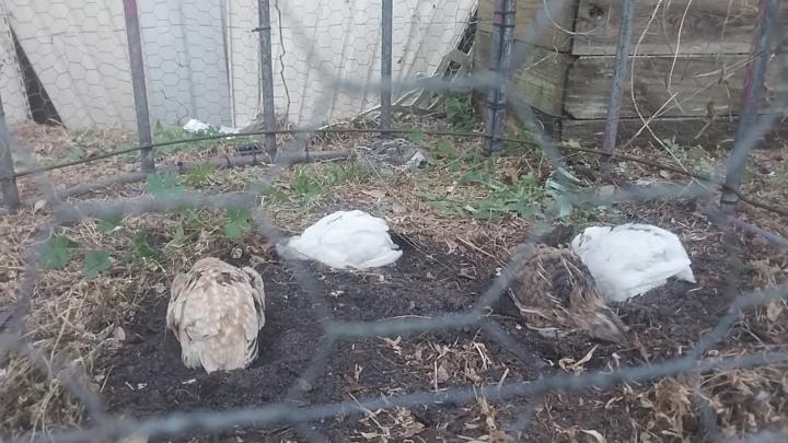 Newest additions..... Quail 