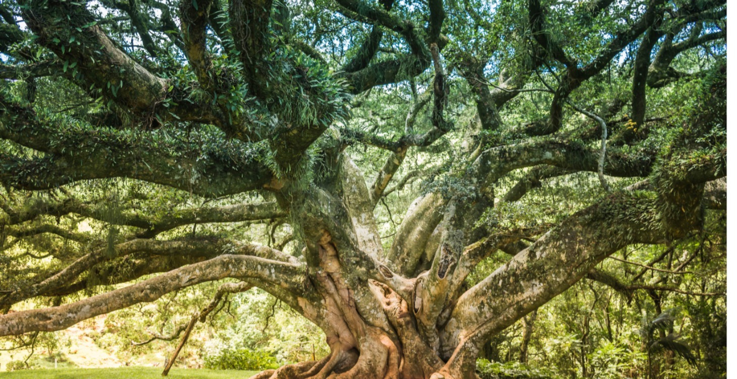 Branch Leader Onboarding