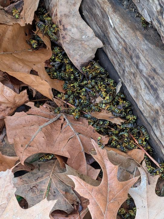 JR: 1 - Yellowjackets: 0