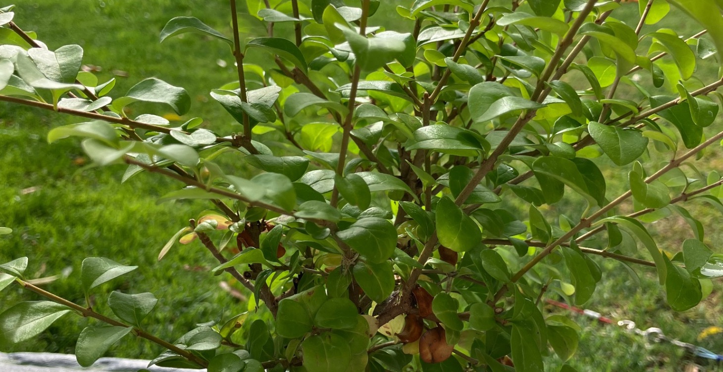 Bonsai cultivation