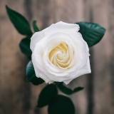 Daisy Jane Argoncillo