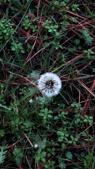 Shadow Work for years End (Death to 2025)