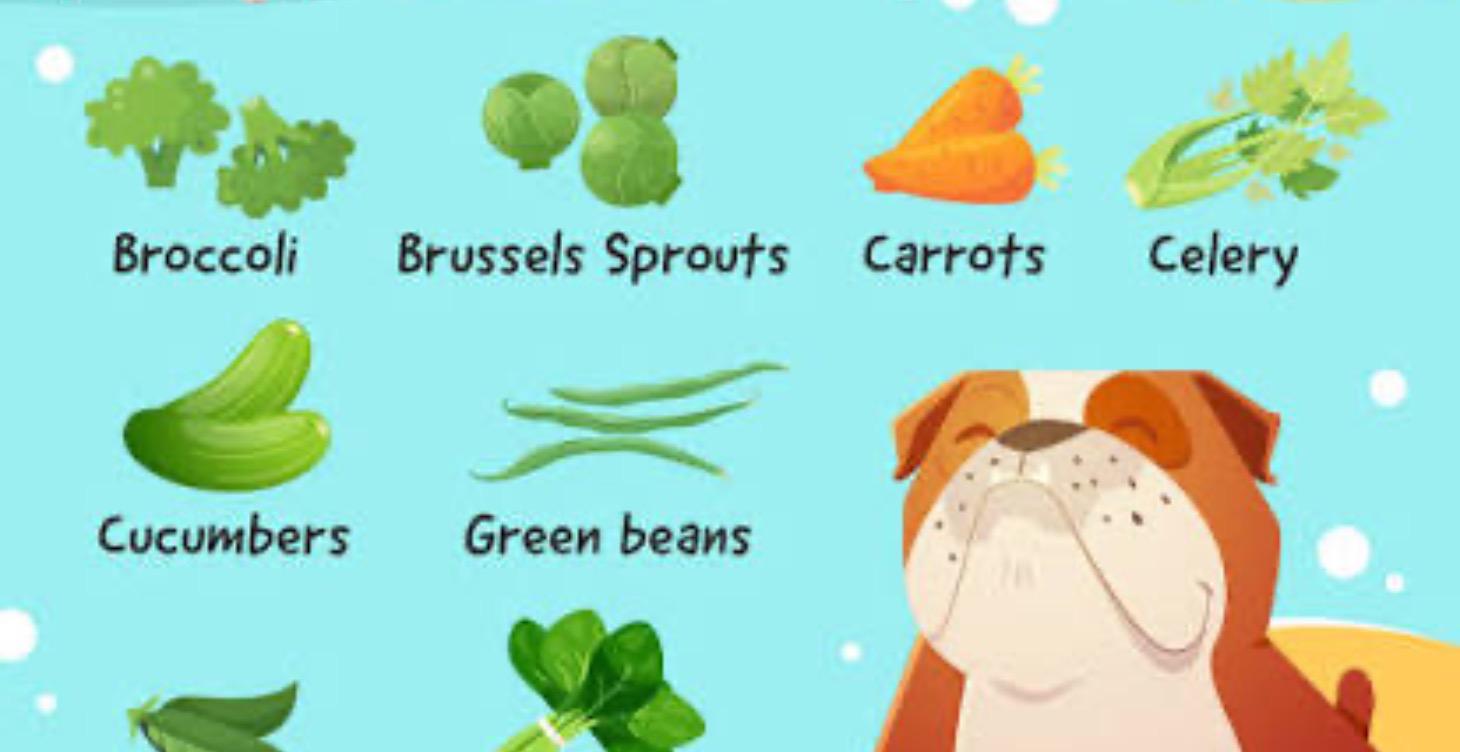 Extending Holistic Living to our animals.