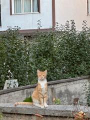 İsa Sagdemir