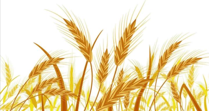 The Harvest Community