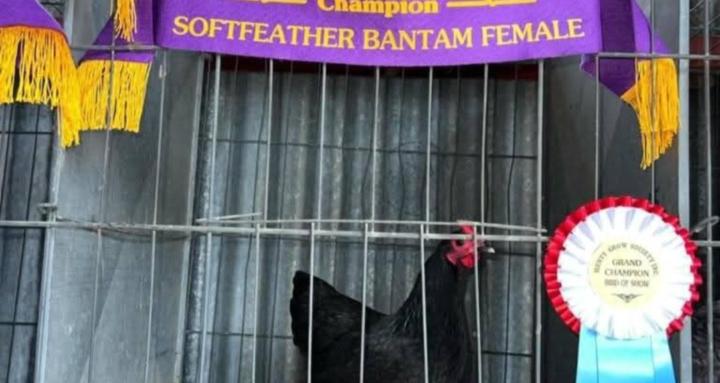 Poultry Pals