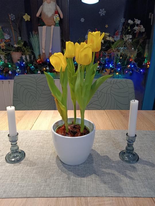 Nacsa-Farkas Boglárka