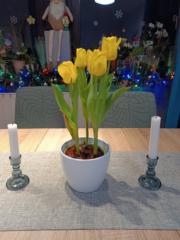 Nacsa-Farkas Boglárka