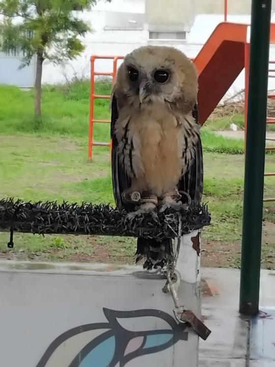 Sandra Paulina Gudiño Contreras