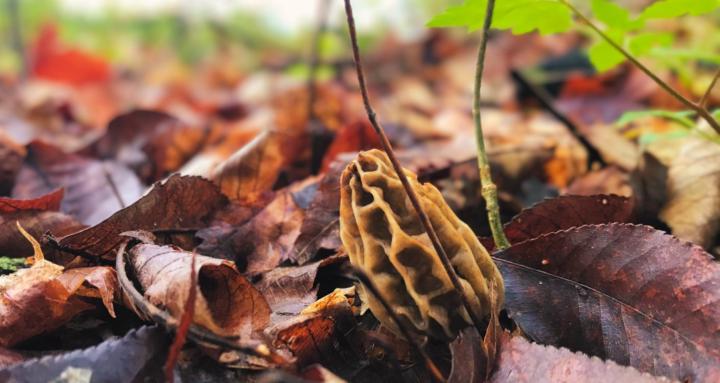 Mushroom Hunters United