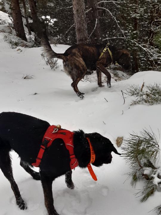 Anne-Cécile Chevallet