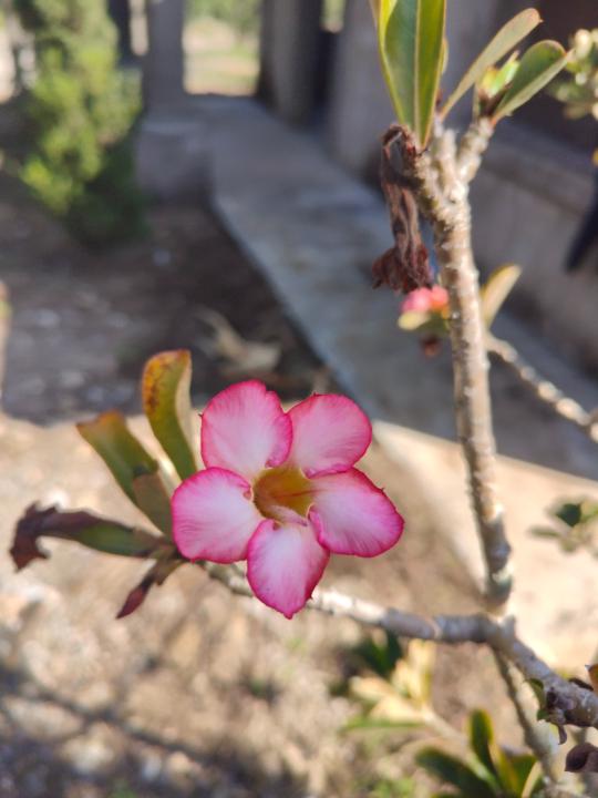 José Luis Guzmán Cayetano