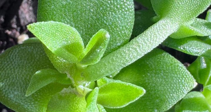 Regenerative Intelligence