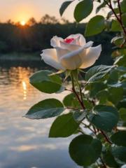 Saleha Malik