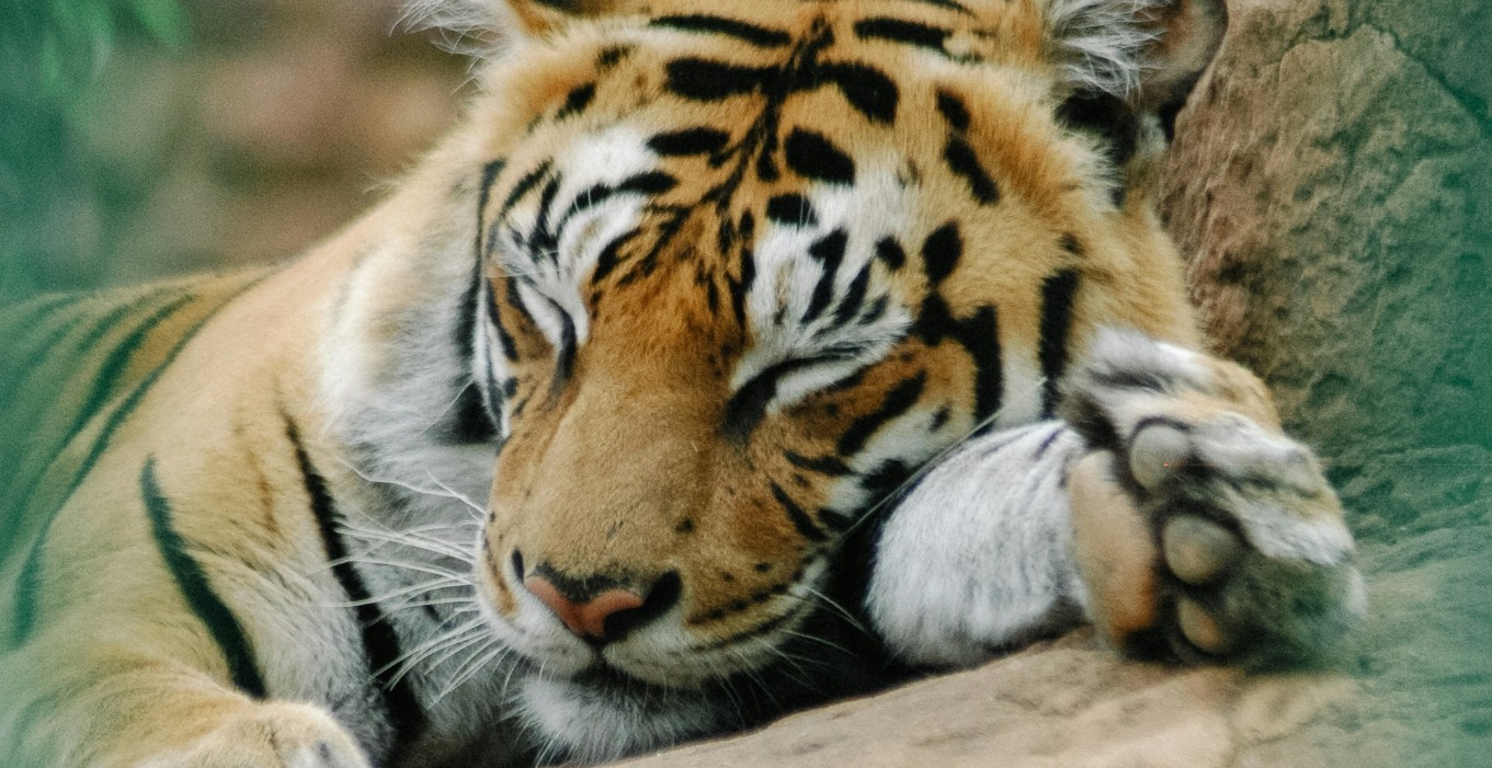 Module 2: Sleep, Rest and Recovery