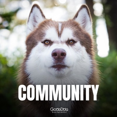 TheDogis TheBoss