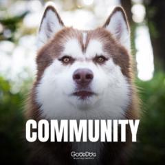 TheDogis TheBoss