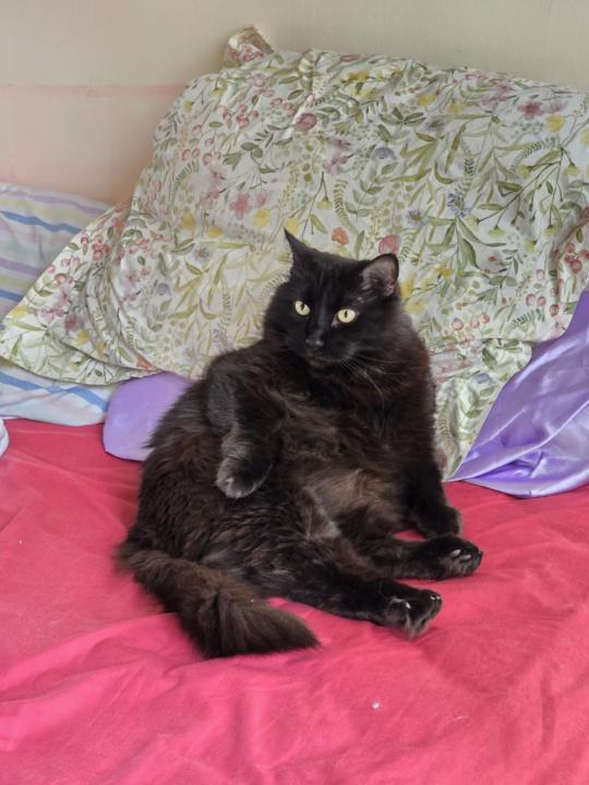 Marta Alegre Méndez