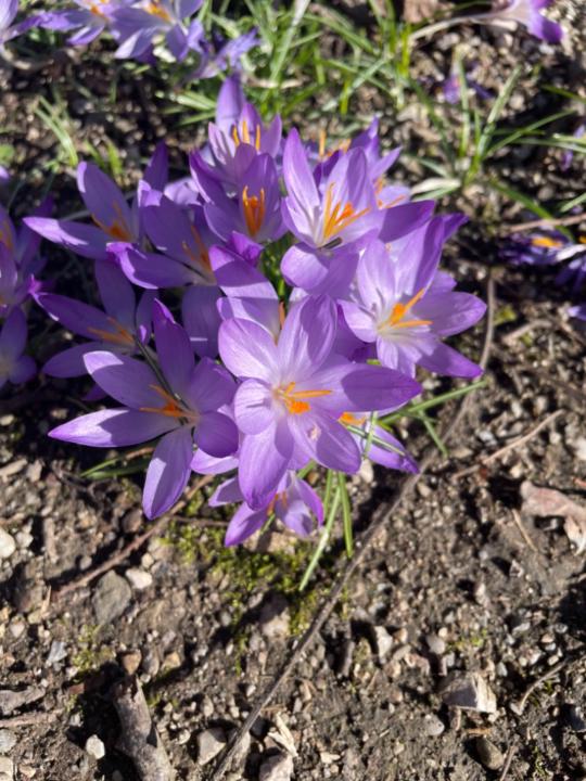 Stefanie Middelmann-Reither