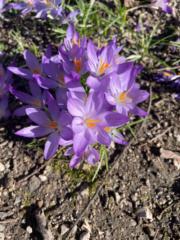 Stefanie Middelmann-Reither