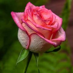 Rose Antenor