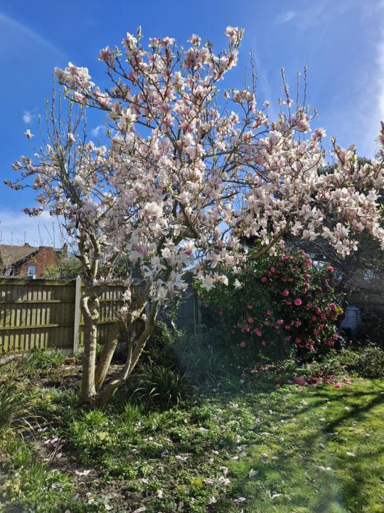 Magnificent magnolia 🌸