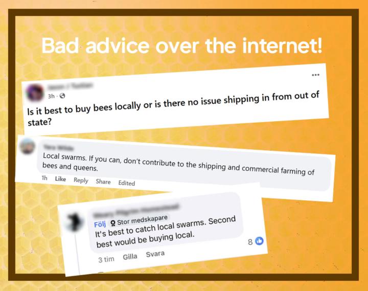 Catch a swarm or buy bees as you startup? 