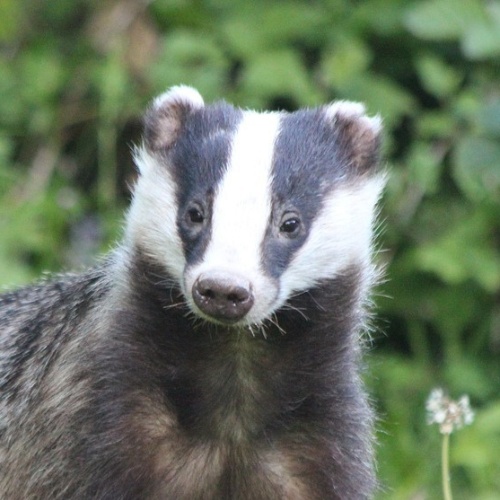 Curious Badger