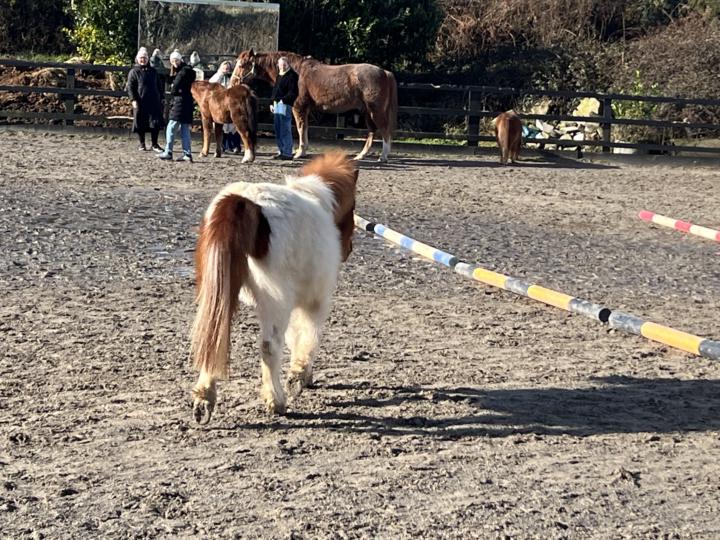 Equine-assisted ‘AHA’s’