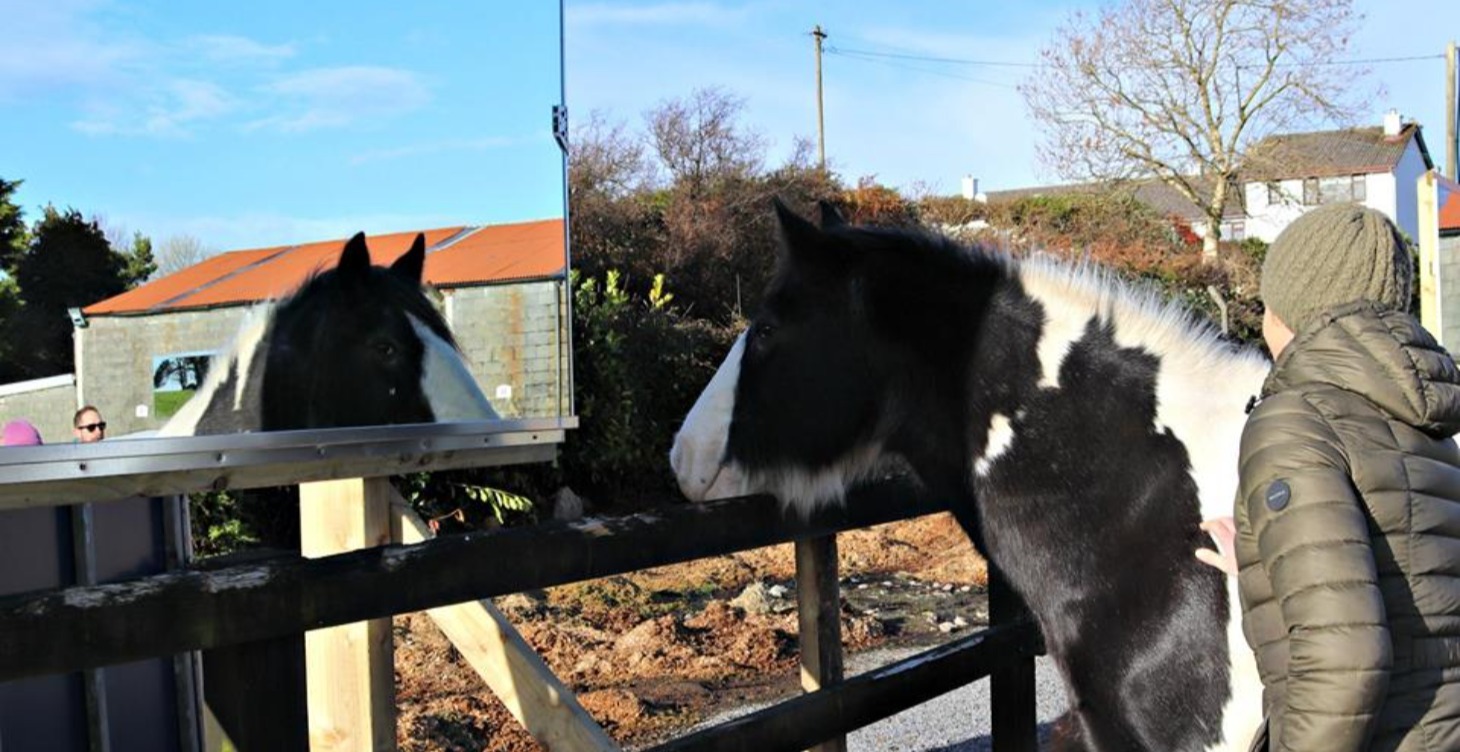 Introduction to the Horses Connect Model