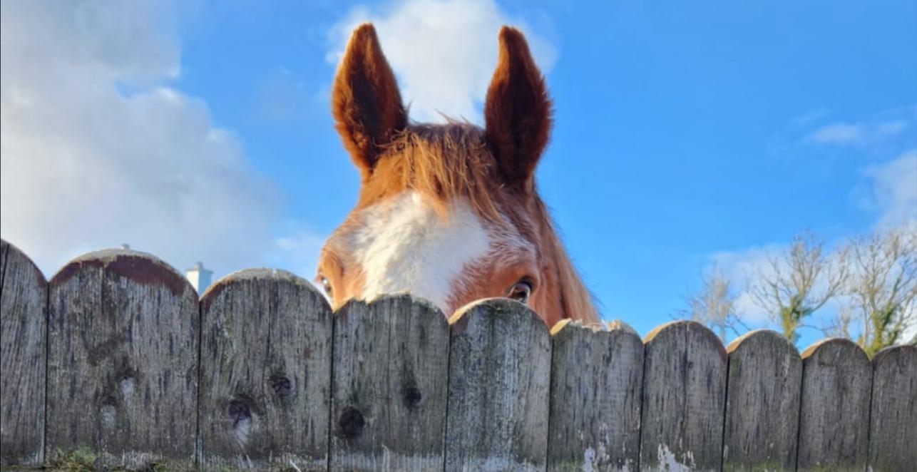 HORSE POWER FOR BUSY BRAINS